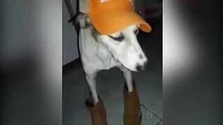 Баийская собака - порно видео